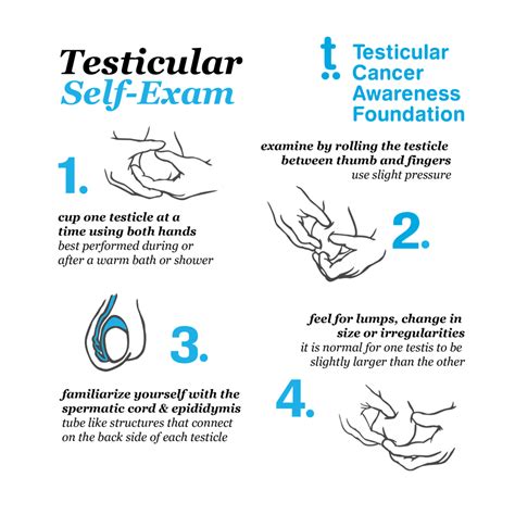 testiscle drop test|how often does a testicle drop.